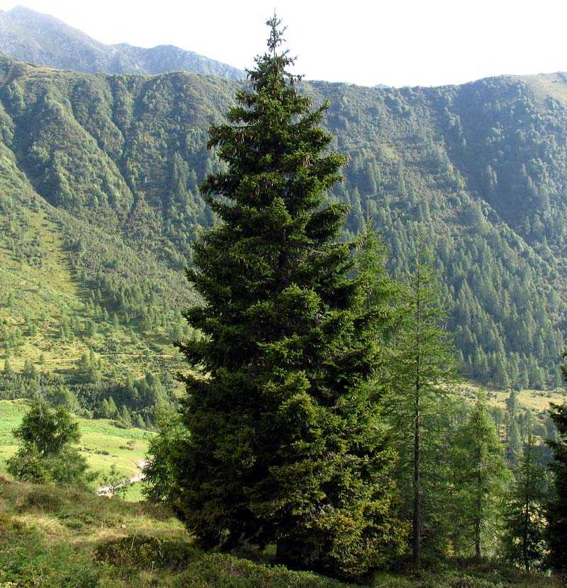 Alberi Sempreverdi Tipi Da Avere In Giardino Giardinaggio Green