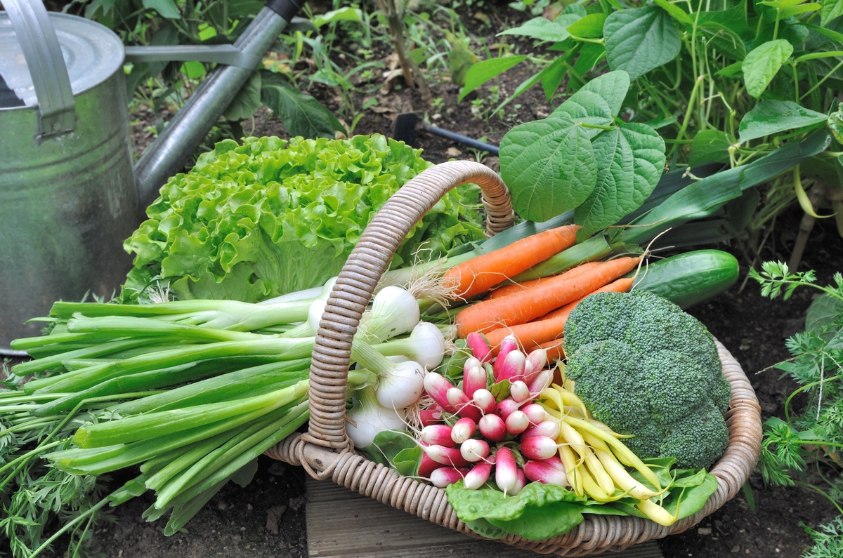 6 consigli per iniziare il tuo primo orto in giardino