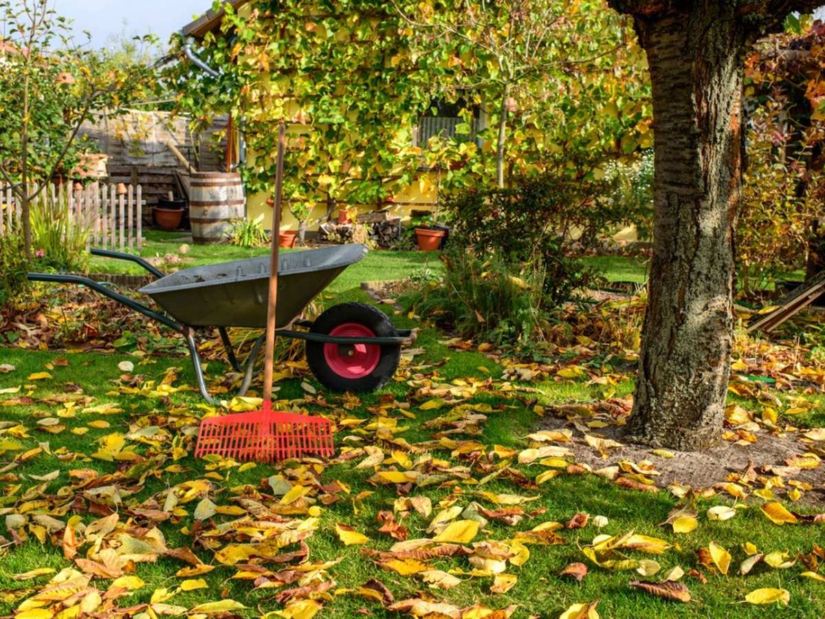 10 cose da fare durante l'autunno in giardino