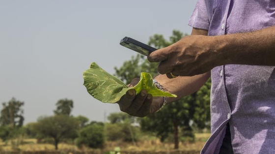 App Per Riconoscere Le Malattie Delle Piante Giardinaggio Green