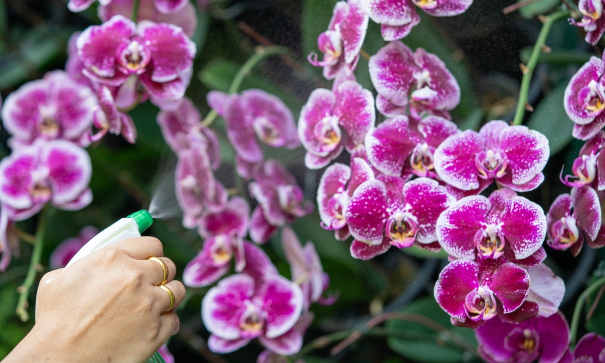3 metodi per innaffiare l'orchidea in modo corretto